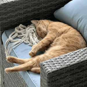 Orange cat sleeping peacefully on a light blue cushion on a wicker outdoor chair.