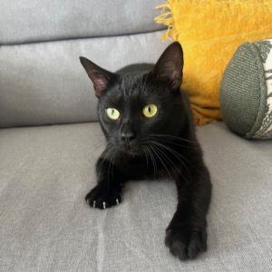 Black cat lounging on a gray sofa with a yellow pillow in the background.