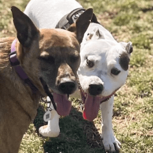 Two dogs with their tongues out stand together on the grass at the shelter, a brown dog wearing a purple collar beside a white and black dog.