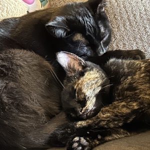 Two cats cuddling together on a beige couch.