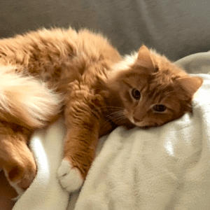 A fluffy orange tabby cat lounging on a light-colored blanket.