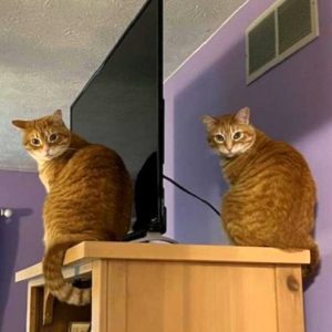 Two orange tabby cats sit on a wooden counter inside a shelter, with a purple wall in the background.