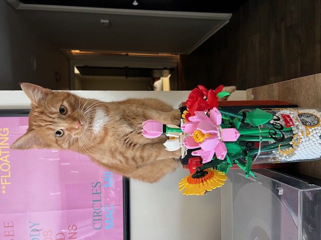 Mimosa at home