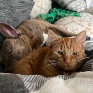 Two orange tabby cats snuggling on a soft blanket in a cozy shelter setting.