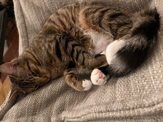 Nugget at home