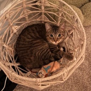 Cat curled up inside a woven wicker basket bed with toys in a shelter.