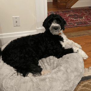 A black and white dog relaxing in a plush round bed at the shelter.
