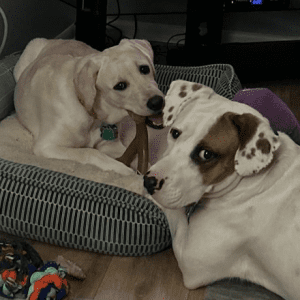 Two dogs resting on a dog bed at a shelter, a cream-colored dog and a white dog with brown patches.