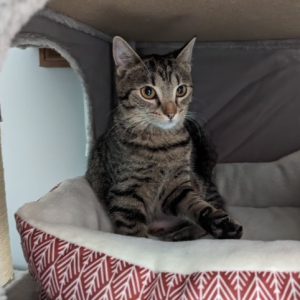 A tabby cat sits upright in a round pink-patterned cat bed inside a shelter.