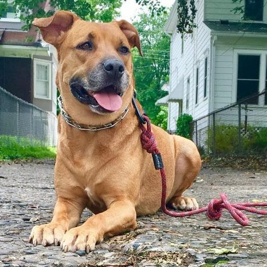Brown dog with a red leash lying on a gravel path in a residential area, tongue out.