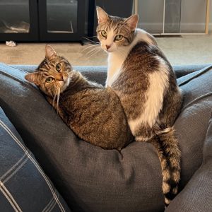 Two cats cuddle on a sofa, one curled up and the other sitting upright, in a shelter setting.