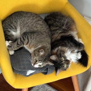 Two cats cuddled together in a bright yellow shelter bed.
