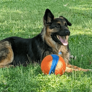 Shelter dog relaxing on the grass with a bright orange and blue ball.