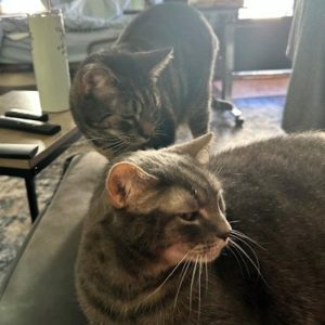 A calm tabby cat sits in the foreground with a dog in the background inside a shelter.
