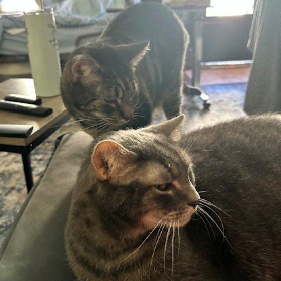Stewie and Allison together at home