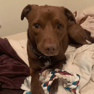 Brown dog lying on a bed with a blanket, looking at the camera.