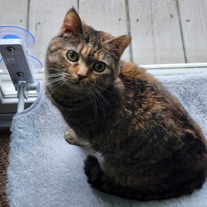 Curious tabby cat sitting on a blue mat in a shelter.