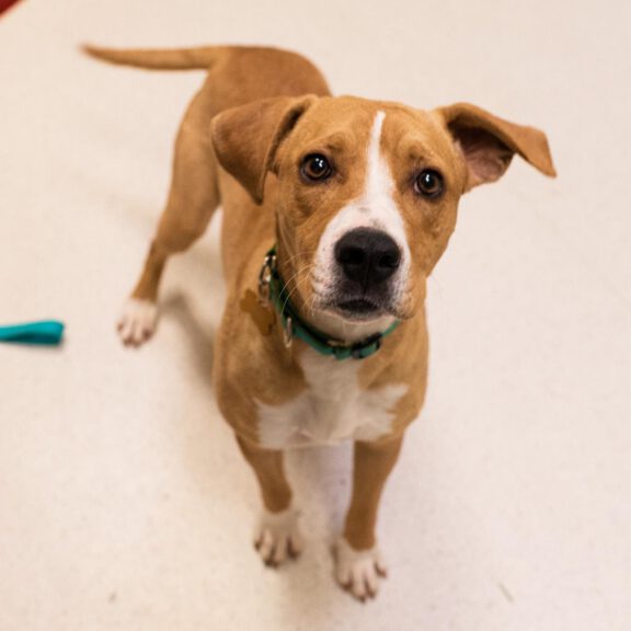 A brown and white dog stands on a light floor, facing the camera with a green collar.