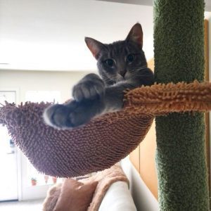 A kitten relaxing in a hanging cat bed on a cat tree at a shelter.