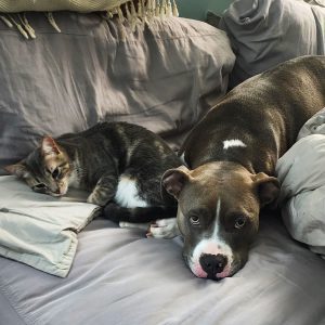 Two dogs resting together on a bed with blankets in a shelter.