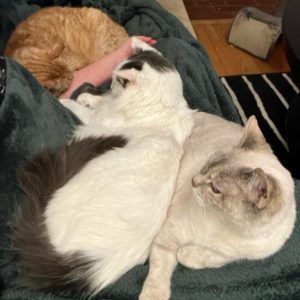 Two cats snuggling together on a blanket in a shelter.