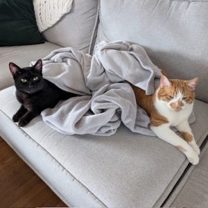 Two cats, a black cat and an orange-and-white cat, lounge on a light-gray sofa with a soft blanket.