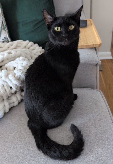 Zion, a black cat with bright yellow eyes perched on a light gray couch with a cozy knit blanket at the shelter.