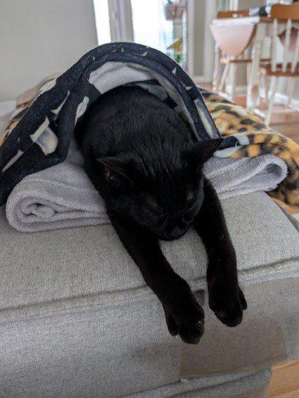 Zion, a black kitty napping on a couch with a blanket draped over it.