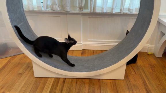 A black cat walks through a large circular cat tunnel in a shelter play area.
