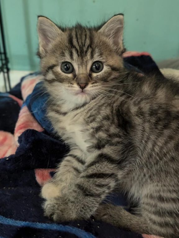 Gray tabby kitten resting on a colorful blanket at the shelter.