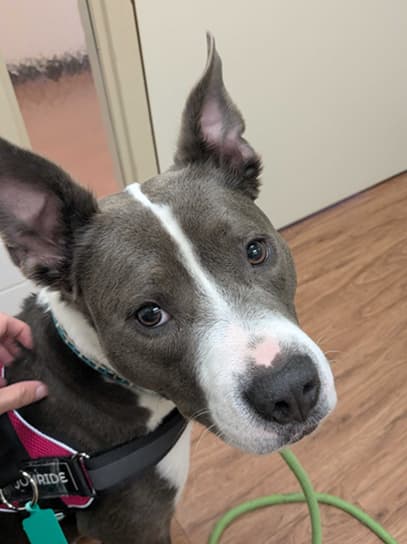 Curious gray and white dog with a pink nose wearing a collar in a shelter setting.