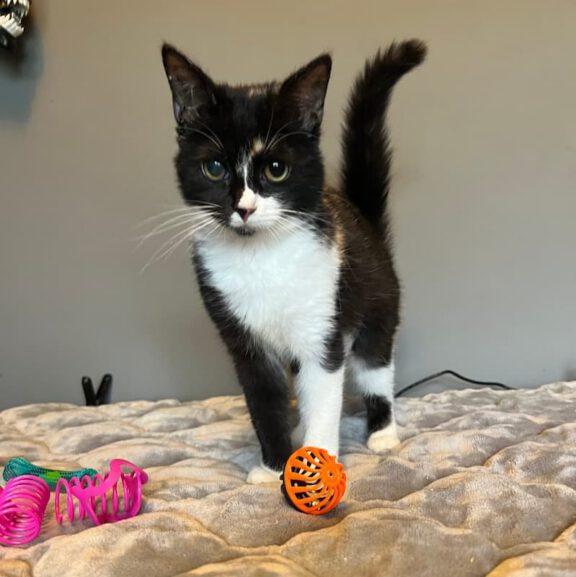 Curious black-and-white kitten standing on a beige blanket with colorful toys nearby in a shelter setting.