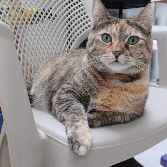 A tabby cat with green eyes relaxing on a white plastic chair.