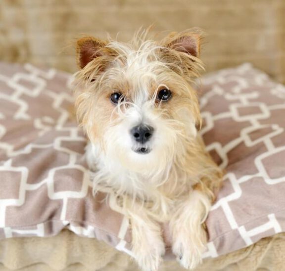 A small scruffy terrier with tan and white fur sits on a pink blanket with a white geometric pattern.