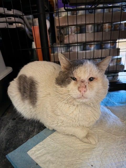 Comet, a white and gray rescue cat with visible healing wounds, resting indoors during recovery