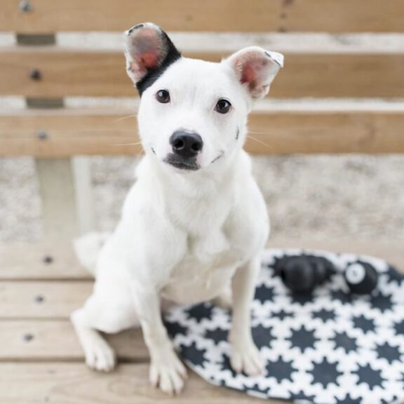 White dog with one black ear sits on a black-and-white star-patterned blanket on a wooden deck.