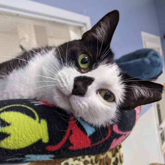 Close-up of a black-and-white cat with green eyes resting on a colorful patterned blanket.