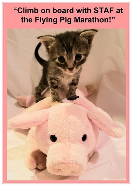 Kitten sitting atop a pink stuffed pig toy.