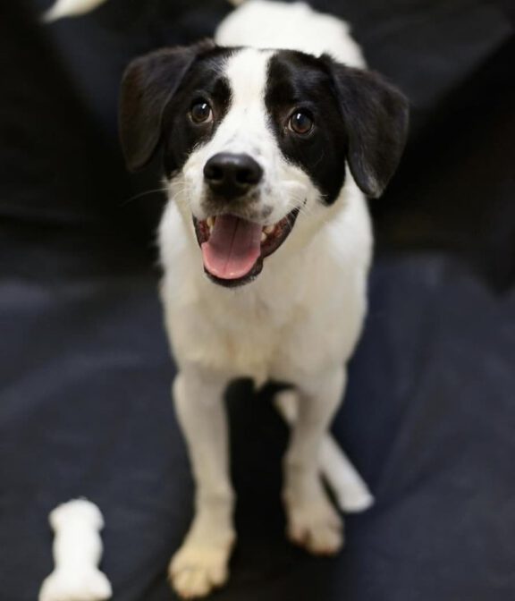 Happy black-and-white dog with a pink tongue, looking at the camera.