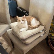 Orange tabby cat lounging on a cushioned bed stacked with blankets in a shelter.