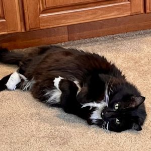 A black and white cat napping on a beige carpet.