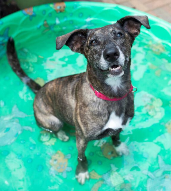 Brindle-coated dog wearing a red collar sits in a green plastic kiddie pool, looking at the camera.