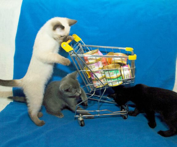 Three kittens gather around a small shopping cart filled with groceries against a bright blue background.