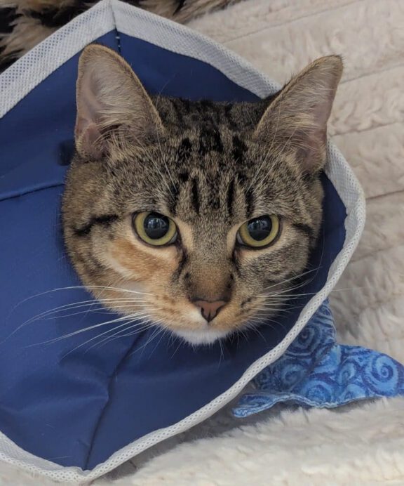 Maple, a brown tabby cat in a recovery cone, resting after leg surgery