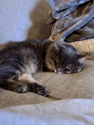 A cat sleeping peacefully on a couch with a soft blanket.