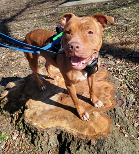 A friendly brown dog on a blue leash stands with its paws on a tree stump outdoors at the Save the Animals Foundation shelter.