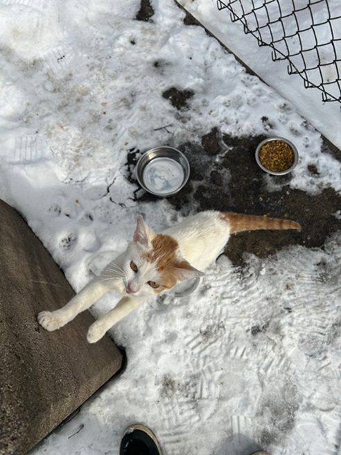 A light orange and white cat lies on snow outside a shelter kennel beside two metal bowls by a chain-link fence.