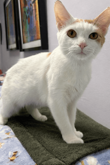 White cat with orange-tinted ears and amber eyes sits on a green mat in a shelter, with framed artwork visible on the wall.