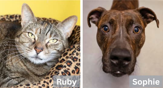 Ruby the cat and Sophie the dog sit together in a shelter setting.