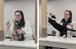 Shelter volunteer in a white jacket sits by a window with a cat, while a black-and-white cat explores a shelf in the cat room.